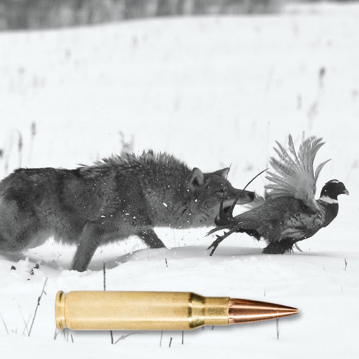 Image of coyote attacking a bird with rifle cartridge superimposed along bottom of image