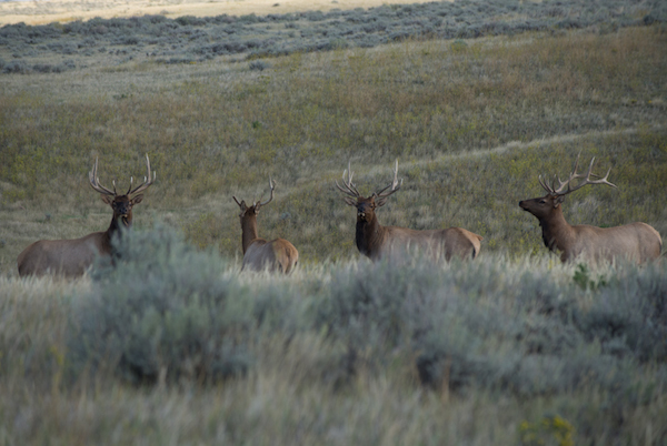 Elk, Elk Hunting, Rifle Hunting, HSM Ammo, Bull Elk, Big Bull elk, Montana, Elk country, Big Sky State, 