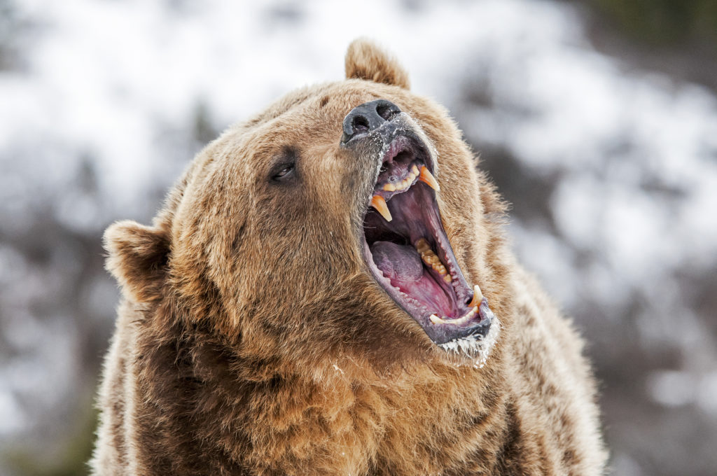 Image of angry grizzly bear